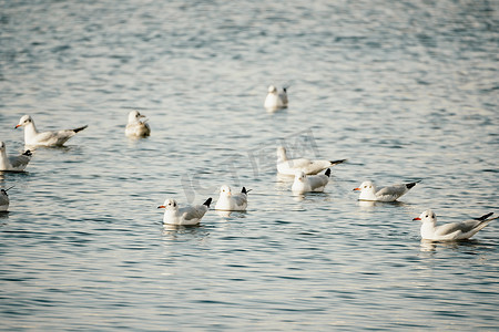 一群海鸥在海中飞翔、捕鱼、游泳。