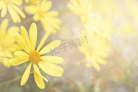 黄色的大花摄影照片_与美丽的黄色大花的春天背景