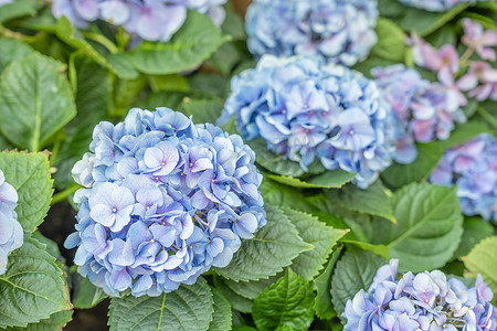丹麦蓝色和紫色绣球花的特写镜头。