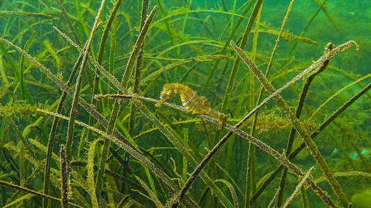 海草 Zostera 丛中的短吻海马 (Hippocampus hippocampus)。