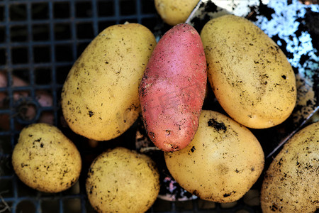 彩色马铃薯摄影照片_收获后混合黄色和红色土豆