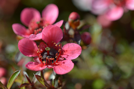 开花的麦卢卡灌木，著名的麦卢卡蜂蜜的来源-新西兰。