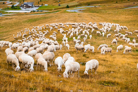 羊群在山地牧场吃草