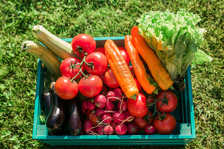 带新鲜农场蔬菜的木箱在户外花园的顶视图 — 收获和园艺