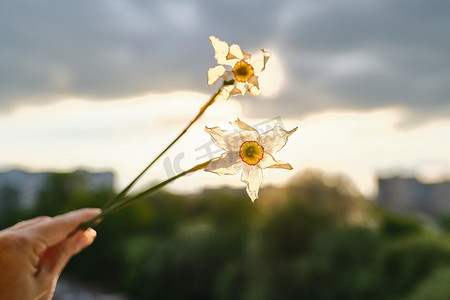 枯萎摄影照片_手上两朵白水仙花枯萎的女人，戏剧性的夕阳天空，云彩