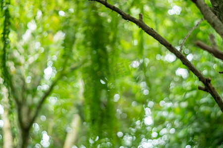 草叶子摄影照片_模糊自然散景绿色花园与热带叶子复制空间。