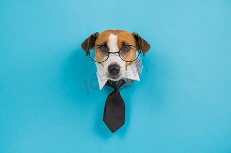 戴着眼镜的狗杰克罗素梗和一条领带从蓝色背景的洞里伸出来。