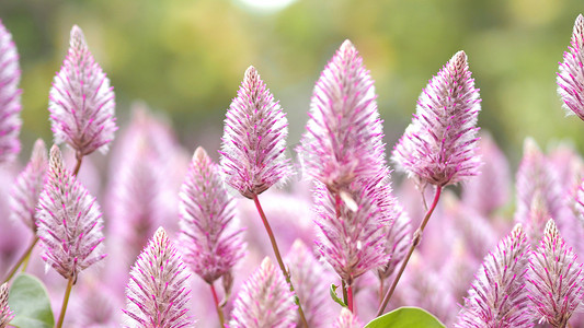 Tiarella 天空火箭粉红色花朵特写