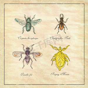 Carpenter Bee、甲虫、Oscinella Frit 和 Praying Mantis 复古系列