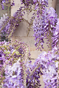 鲜花丁香盛开的紫藤环绕建筑立面花卉背景