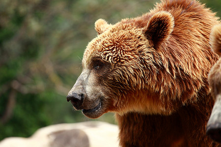 棕熊在马德里动物园寻找食物