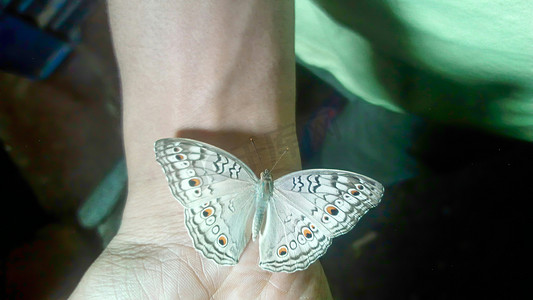 手上看起来漂亮的蝴蝶