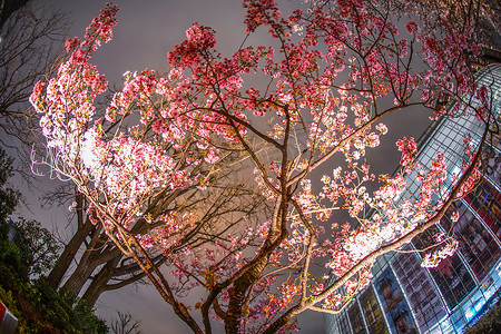 夜樱花摄影照片_重花园夜樱花和六本木新城