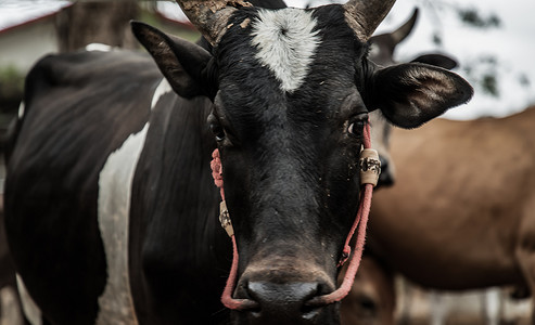 在农场的牛棚里，本地物种黑角牛与背景中的其他牛的特写。