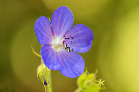 蓝色仙鹤摄影照片_夏天有花的草甸仙鹤