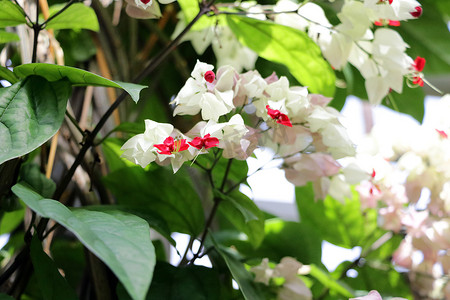 白色的桃心摄影照片_关闭流血的心脏藤 - Clerodendrum thomsoniae。