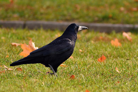 背景图画摄影照片_一只鸟的美丽图画-秋季自然中的乌鸦/乌鸦。 