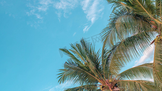 banner蓝色摄影照片_BANNER 大气全景白云天空单独热带棕榈背景夏季温柔自由