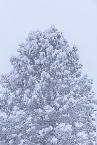 这棵大树已经覆盖了大雪和冬天的恶劣天气