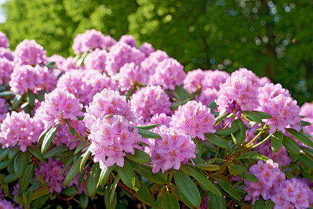杜鹃花——五月的庭园花