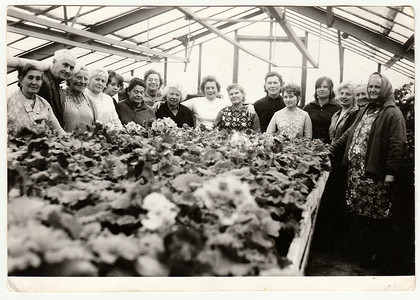 复古照片显示温室中的农民。