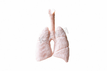 肠道背景摄影照片_白色背景下的人体肺部解剖模型