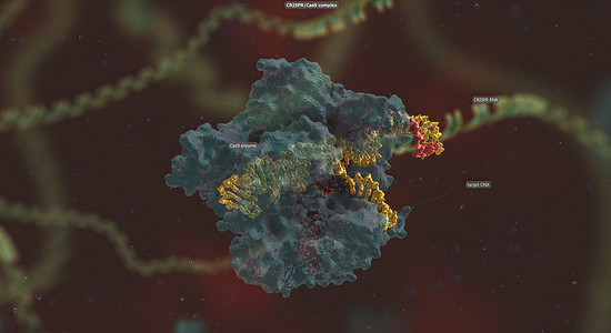 长 RNA 骨架与 DNA 结合，预先设计的序列将 Cas9 引导至基因组中的正确位置。