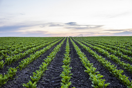 从农业领域的角度来看，在土壤中生长的直排甜菜。