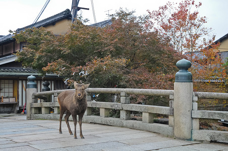 日本奈良古石桥上的日本棕鹿