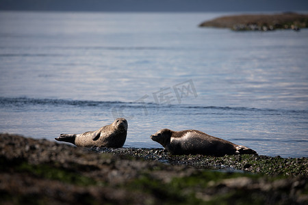 加拿大不列颠哥伦比亚省的斑海豹或普通海豹在岩石上被拖出