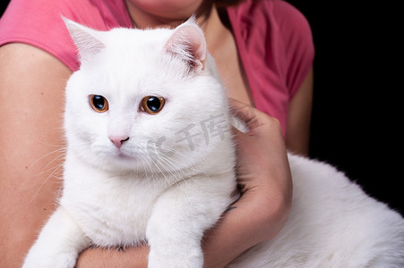 孤立的黑色背景中，美丽的大白猫抱在怀里