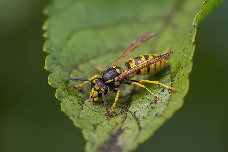 柔肤蜜露产品实物摄影照片_黄蜂坐在一片叶子上，啃食蚜虫的蜜露