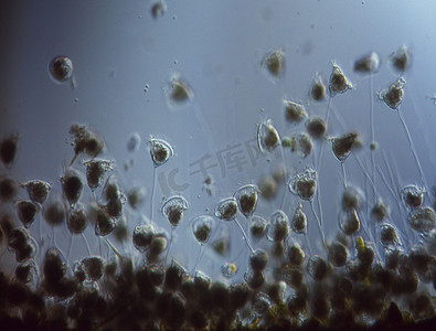 生物杆菌摄影照片_100 倍显微镜下水中的风铃草菌落