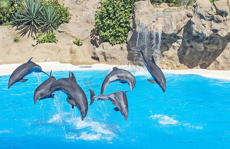 六只海豚同时跃出水面