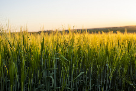 大麦在土壤中发芽。