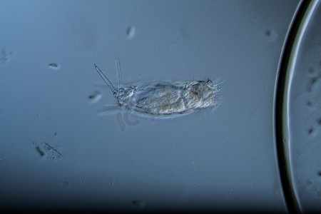 轮虫作为水滴中的微型浮游生物