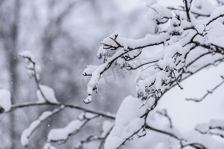 在拉普兰的冬季，树上覆盖着大雪