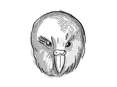 kakapo 新西兰鸟卡通复古绘图
