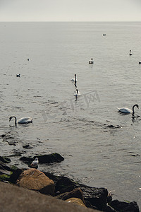 蓝色的大海日出和水中漂浮的天鹅。