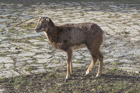 关闭雌性欧洲盘羊 (Ovis orientalis musimon) stan