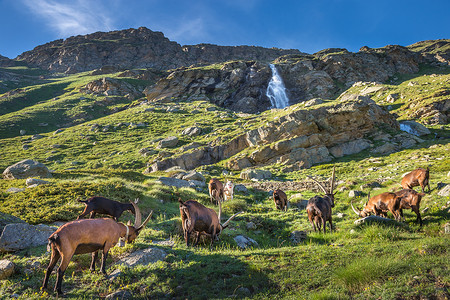 意大利阿尔卑斯山景观中的瀑布和高山山羊，意大利大帕拉迪索