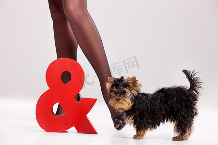 小约克夏犬和女人的腿