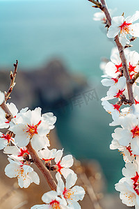 杏花瓣摄影照片_开着白花的杏树枝在蔚蓝的大海上