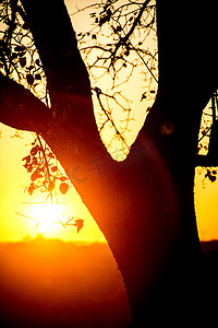 秃树摄影照片_夕阳与树