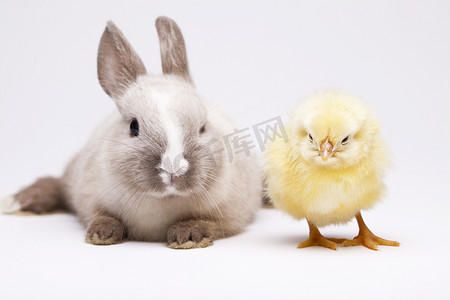 兔子出生摄影照片_兔子和小鸡，春天五颜六色的明亮的题材