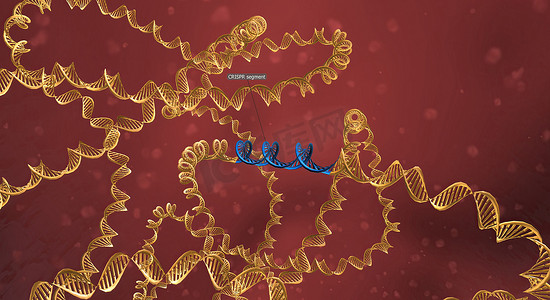 长 RNA 骨架与 DNA 结合，预先设计的序列将 Cas9 引导至基因组中的正确位置。 