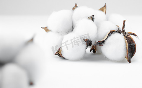 柔色摄影照片_白灰色背景复制空间上的棉花植物芽白色自然蓬松