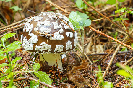 木耳毒蘑菇