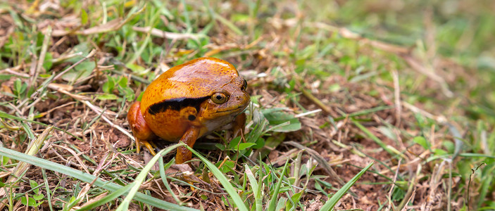 一只大橙色青蛙坐在草地上