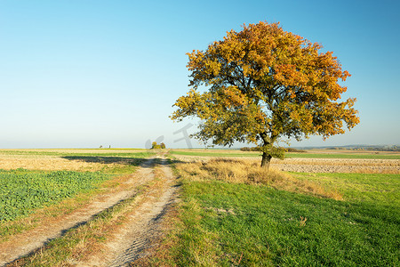 土路上的彩色秋树